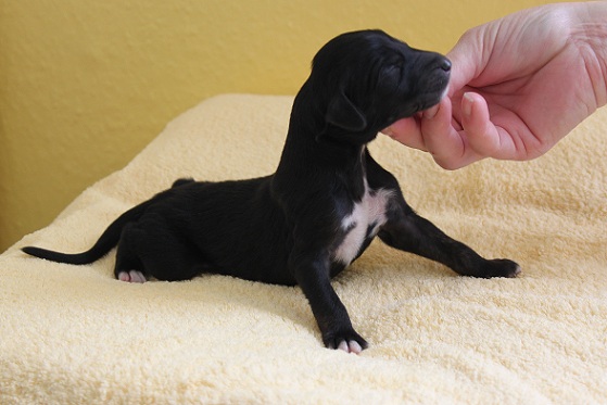 Con Call Notes, Google ha trovato la soluzione per non perdere nulla delle vostre chiamate telefoniche